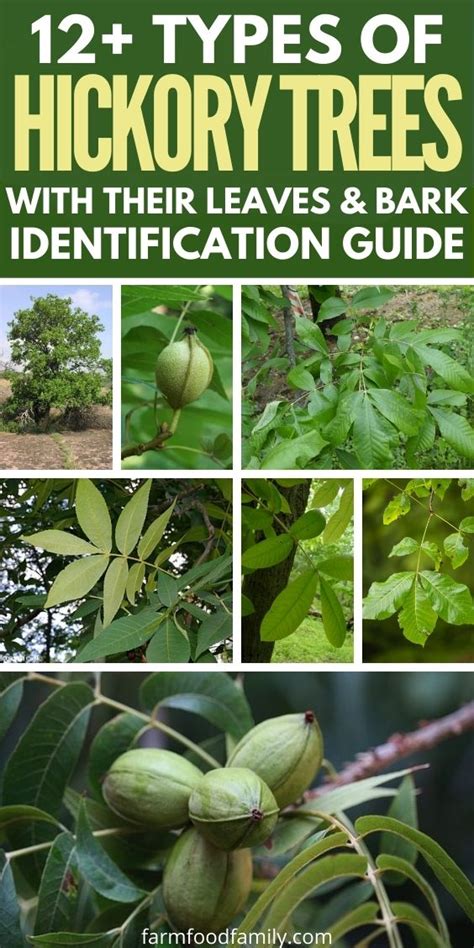 12+ Types Of Hickory Trees: Leaves, Bark, and Nuts - Identification Guide