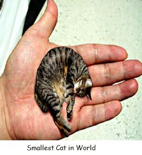 Smallest Cat in the World | Can You Believe It