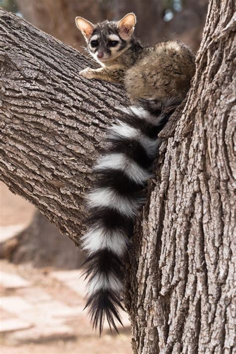 Unique And Purrfect Ring-tailed Cats Appreciation - I Can Has Cheezburger?