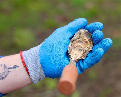 Oyster Shucking 101 | Edible Vineyard