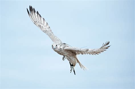 Hawk flying for bird control using birds of prey - AM Hawk