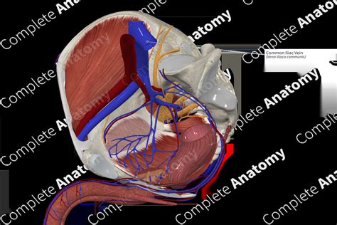 Common Iliac Vein | Complete Anatomy