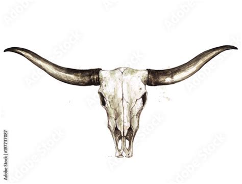 Longhorn Skull Drawing : Longhorn Coloring Pages | Dekorisori