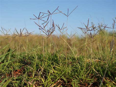 How to Get Rid of Bermuda Grass