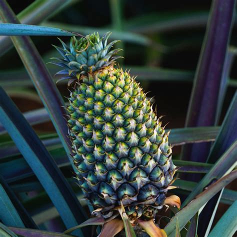 Pineapple Production in Costa Rica - Chestnut Hill FarmsChestnut Hill Farms