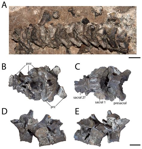 Postcranial anatomy and histology of Seymouria, and the terrestriality of seymouriamorphs [PeerJ]