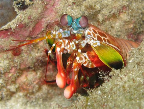 How the Mantis Shrimp Packs its Punch | Biomechanics in the Wild