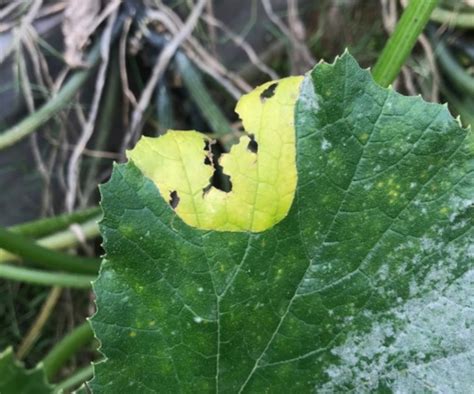 Question of the Week – Squash Beetle Trenching – The South Carolina Grower