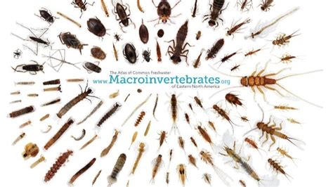 [WEBINAR] Macroinvertebrates.org: A Virtual Resource for Teaching and ...