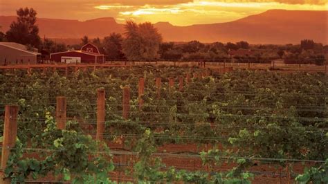 Grand Valley vineyard at sunset - Grand Junction, CO | Wine country, Wine region, Colorado ...