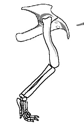 Archosaur Anatomy- Lateral View of Right Hindlimb Diagram | Quizlet