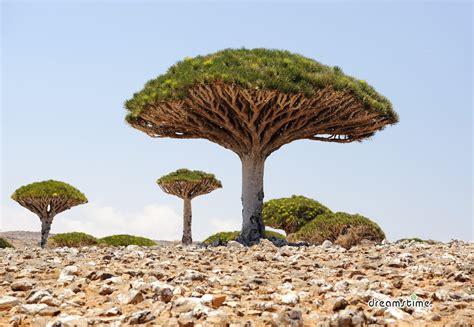 Dracaena Cinnabari | Earth Blog