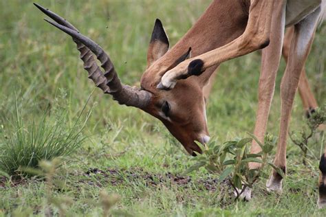 Free stock photo of animal, buck, bush