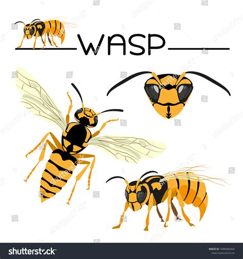 896 Wasp head Stock Illustrations, Images & Vectors | Shutterstock