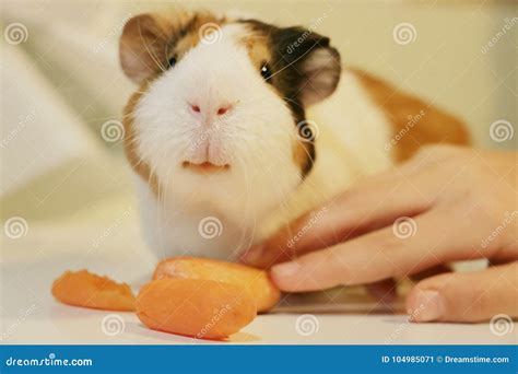 Cute and Funny Guinea Pig is Eating a Carrot Stock Image - Image of ...