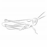 Crickets Coloring Pages For Kids Printable Free Download  sketch template