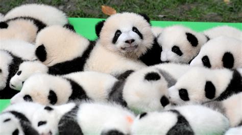 Stop what you're doing and look at these 23 adorable giant panda cubs ...