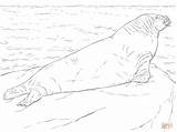 Walrus Coloring Adult Male Drawing Pages Cute Printable Supercoloring  sketch template