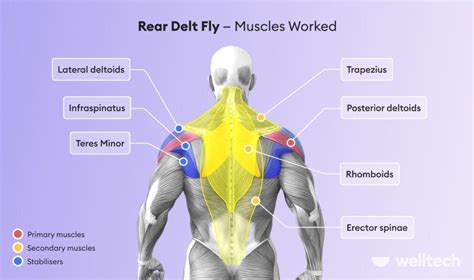 Rear Delt Fly: Technique, Muscles Worked & Variations to Try - Welltech