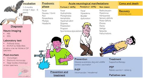 Rabies in Europe: An epidemiological and clinical update - European Journal of Internal Medicine