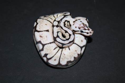 Zebra Bee Ball Python by Wards World Of Reptile Propagation - MorphMarket