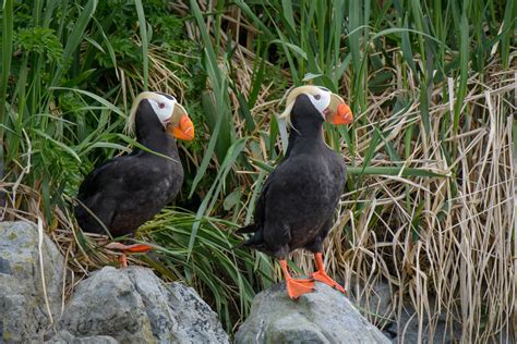 Justine Carson Photography | Prince William Sound: Wildlife