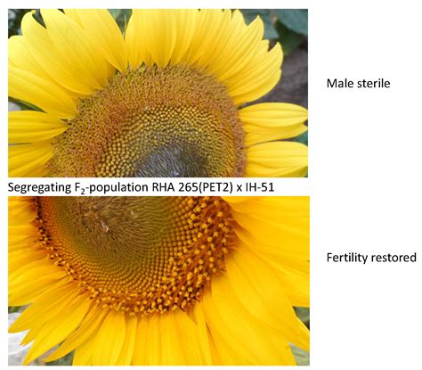 Genes | Free Full-Text | Mapping of the New Fertility Restorer Gene Rf-PET2 Close to Rf1 on ...