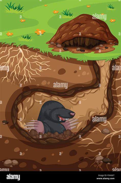 Mole Animal Tunnel Stock Photos & Mole Animal Tunnel Stock Images - Alamy