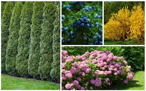 15 Fast Growing Privacy Shrubs & Bushes - Garden Lovers Club | Fast ...