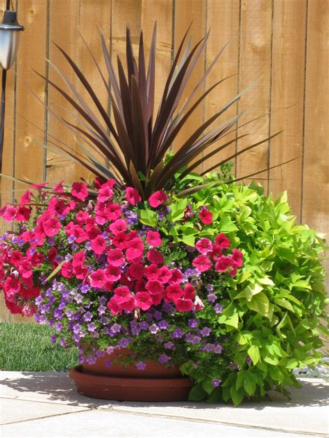 Pin by Heidi Wilson on Flowers and pots | Container gardening flowers, Outdoor flowers, Garden ...