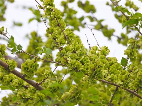 Elm seeds stock image. Image of full, food, nature, plant - 250205527