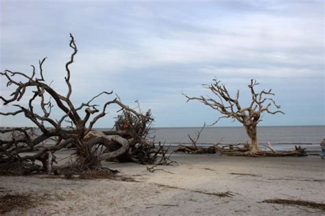 Is Driftwood Beach Jekyll Island the Prettiest Beach in America? You ...