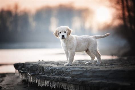 HD wallpaper: Dogs, Labrador Retriever, Baby Animal, Depth Of Field ...