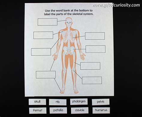 Human Body Organs Labelling Worksheet - 32 Human Body Parts Label Label Design Ideas 2020 ...
