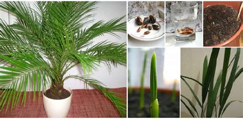 How to Grow Date Palm from Seeds | Home Design, Garden & Architecture ...