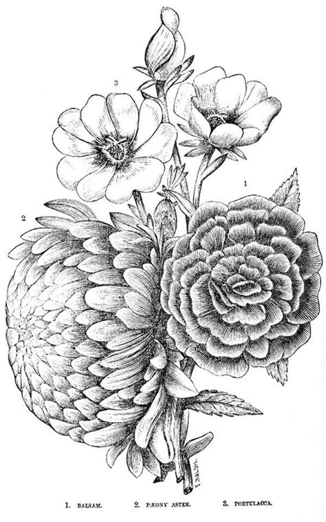 50 Easy Flower Pencil Drawings For Inspiration | Pencil drawings of flowers, Pencil drawing ...