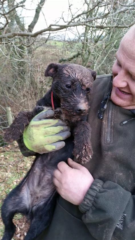 Horrific footage shows badger hunted and torn apart by dogs as hunters ...