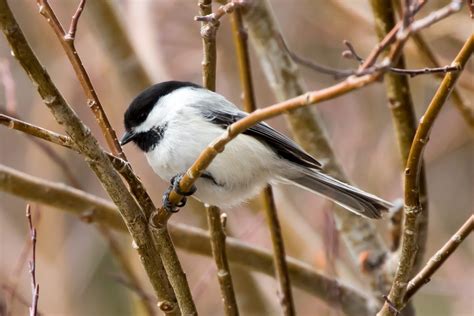 10 Majestic Birds of Colorado | Common Native Birds in State of CO