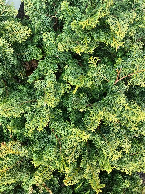 Hinoki Falsecypress | UMass Amherst Greenhouse Crops and Floriculture Program