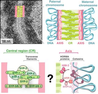 Building the synaptonemal complex: Molecular interactions between the ...