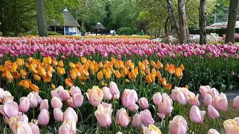 Keukenhof Tulip Festival 2016 - YouTube