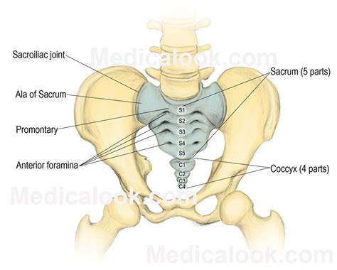 Vertebrates - Human Anatomy Organs | Skeletal system anatomy, Anatomy organs, Human anatomy