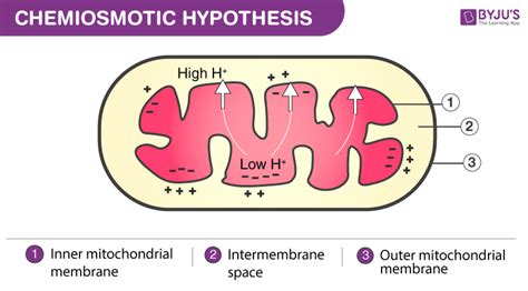 Chemiosmotic Hypothesis in Plants during the Light Reaction