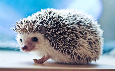 Cute hedgehog wallpaper - Animal wallpapers - #27186