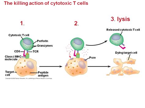 B Cells A Response To Extracellular Pathogens | Free Download Nude Photo Gallery