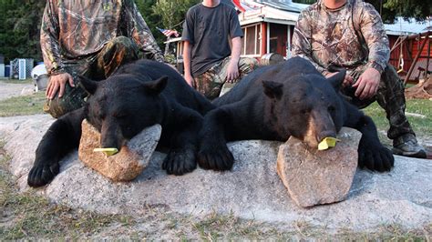 Black Bear Hunting - Highwind Lake Camp