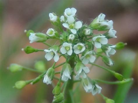 Shepherds Purse, Capsella bursa-pastoris