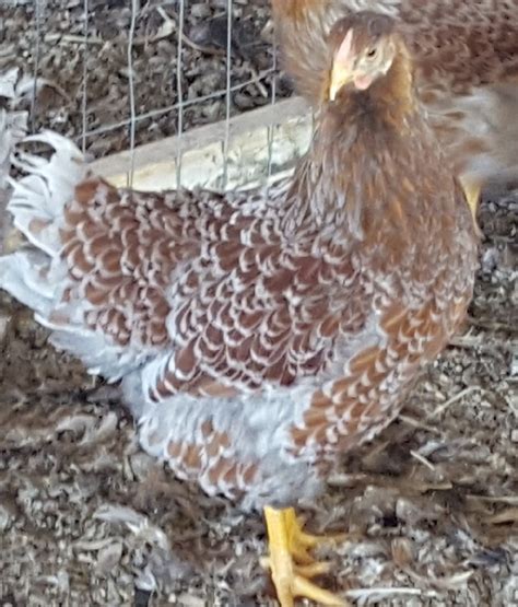 Splash Laced Red Wyandotte Chicken For Sale | Cackle Hatchery