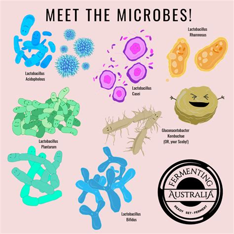 Meet the Microbes!