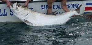 Tarpon Sport Fishing in Costa Rica | Sport Fishing Charters ...